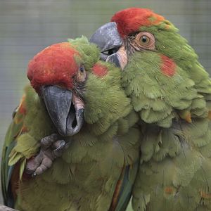Red-fronted macaws