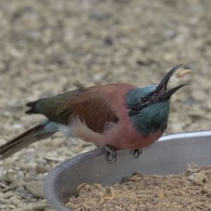 Northern carmine bee-eater