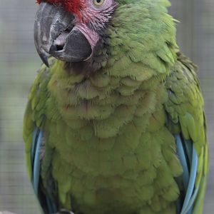 Mexican military macaw