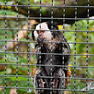 White-headed marmoset