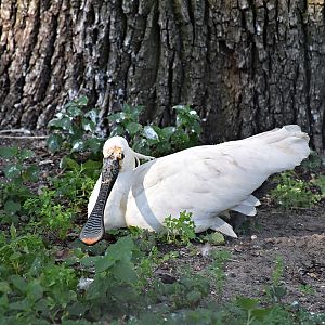 Eurasian spoonbill