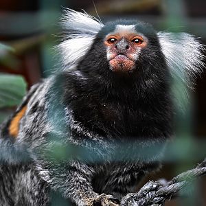 Common marmoset