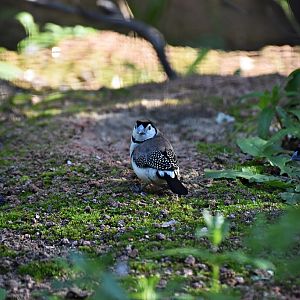 Double-barred finch