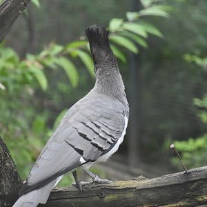 White-bellied go-away-bird