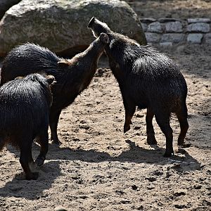 White-lipped peccary