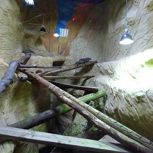 Rhinoceros Iguana Enclosure