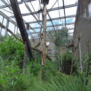 Lar Gibbon Enclosure