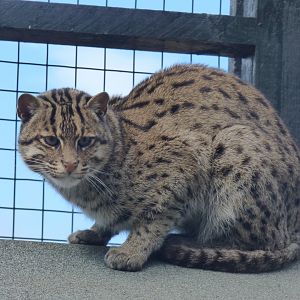 Fishing Cat