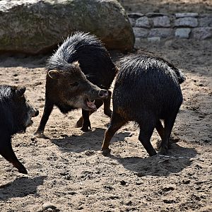White-lipped peccary