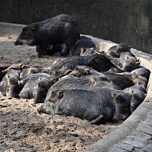 White-lipped peccary