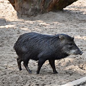 White-lipped peccary