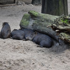 White-lipped peccary