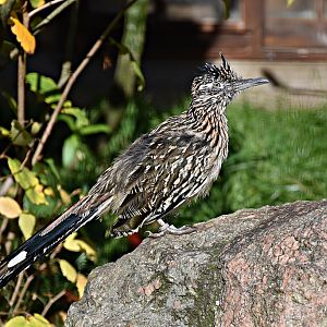 Greater roadrunner