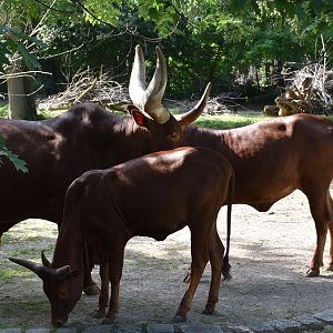 Ankole-Watusi
