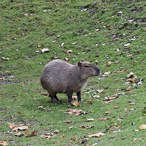 Capybara