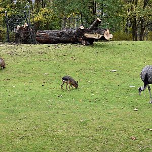 Capybara, Patagonian mara and Greater rhea