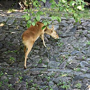 Water deer