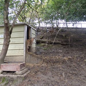 Barbary Sheep Enclosure
