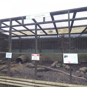 Corsac Fox Enclosure