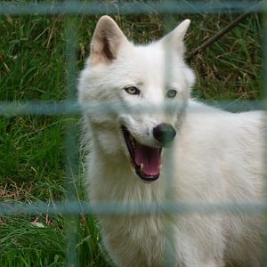 'Arctic' Wolf
