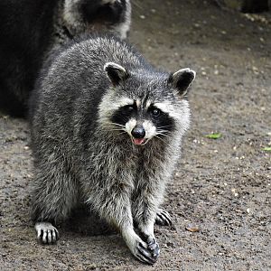 Raccoon