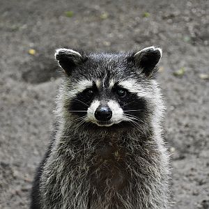 Raccoon