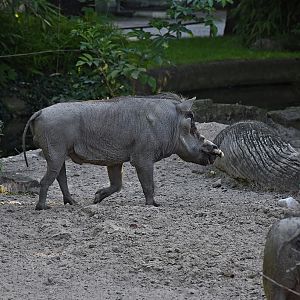 Common warthog