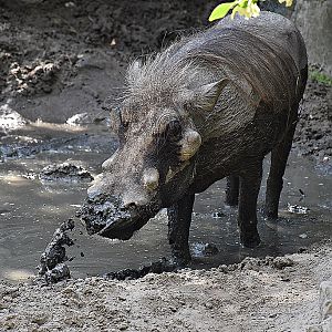 Common warthog