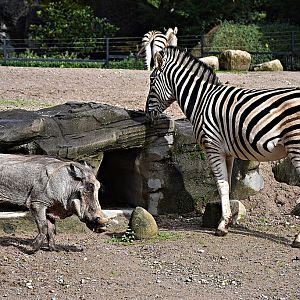 Common warthog & Chapman's zebra