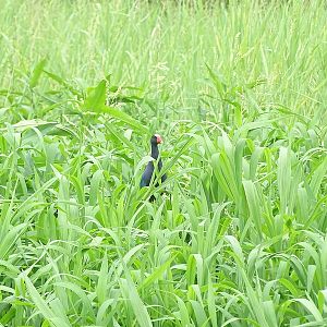 American purple gallinule