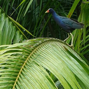 American purple gallinule
