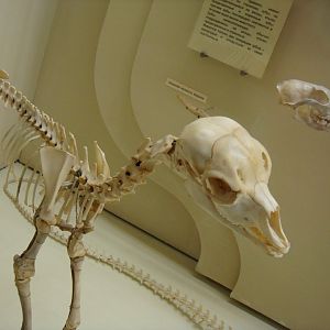 Fawn skeleton