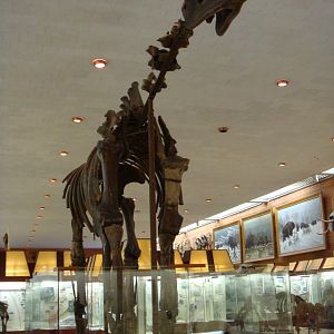 Indricotherium transouralicum skeleton