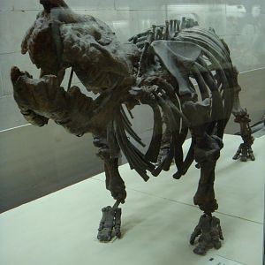 Brachypotherium aurelianense skeleton