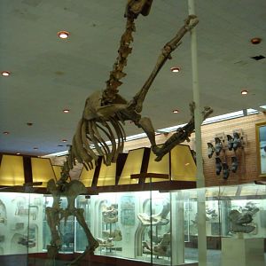 Borissiakia betpakdalensis skeleton