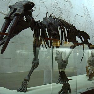 Gomphotherium atavus skeleton