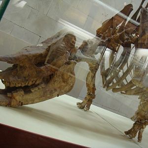 Chilotherium schlosseri skeleton