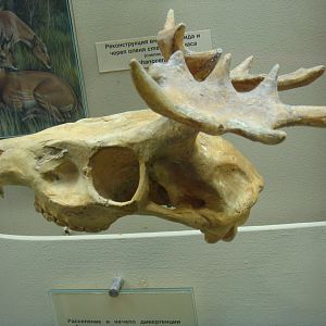 Stephanocemas sp. skull (cast)