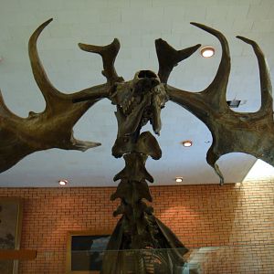 Megaloceras giganteus skeleton