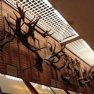 Various Pleistocene mammals' skulls