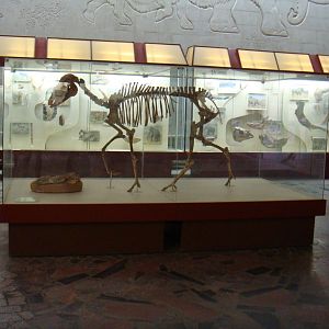 Hipparion sp. skeleton