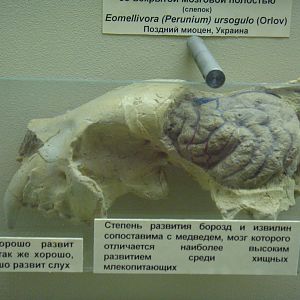 Eomellivora (Perunium) ursogulo endocast