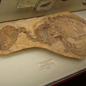Pithanotaria starri skeleton impression (cast)