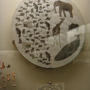 Rodents and other mammals species comparison