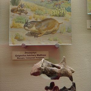 Epigaulus hatcheri skull (cast) and reconstruction