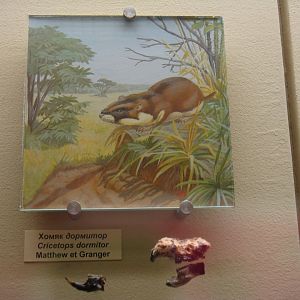 Cricetops dormitor skull, mandible and reconstruction