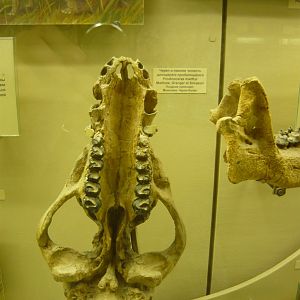 Prodinoceras martyr skull