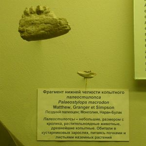 Palaeostylops macrodon mandible fragment