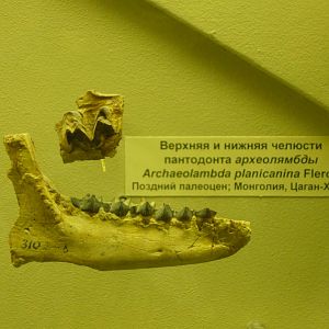 Archaeolambda planicanina upper jaw fragment and mandible