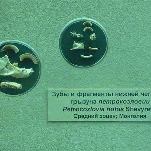 Petrokozlovia notos teeth and jaw fragments